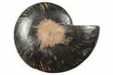 Cut & Polished Ammonite Fossil (Half) - Unusual Black Color #250533-1